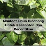 manfaat daun binahong