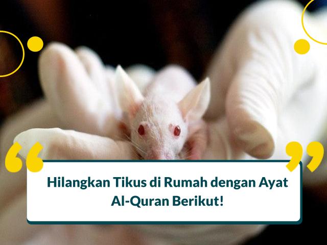 ayat al-quran untuk mengusir tikus di rumah