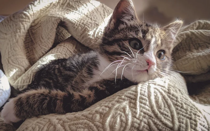 Cara Merawat Anak Kucing yang Baru Lahir Agar Tidak Mati